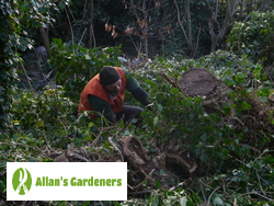 First-rate Tree Care in Epsom KT17